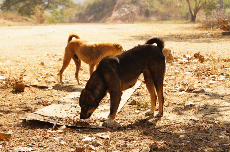 dogs-in-thailand-feeding-time