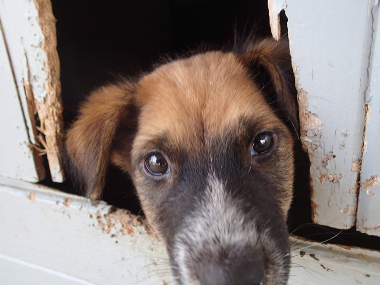 puppy-looking-at-camera