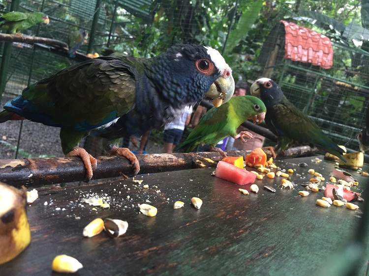 Birds snacking on fruit and nuts resized