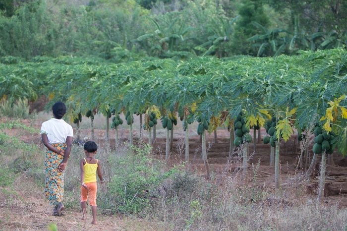 citrus groves