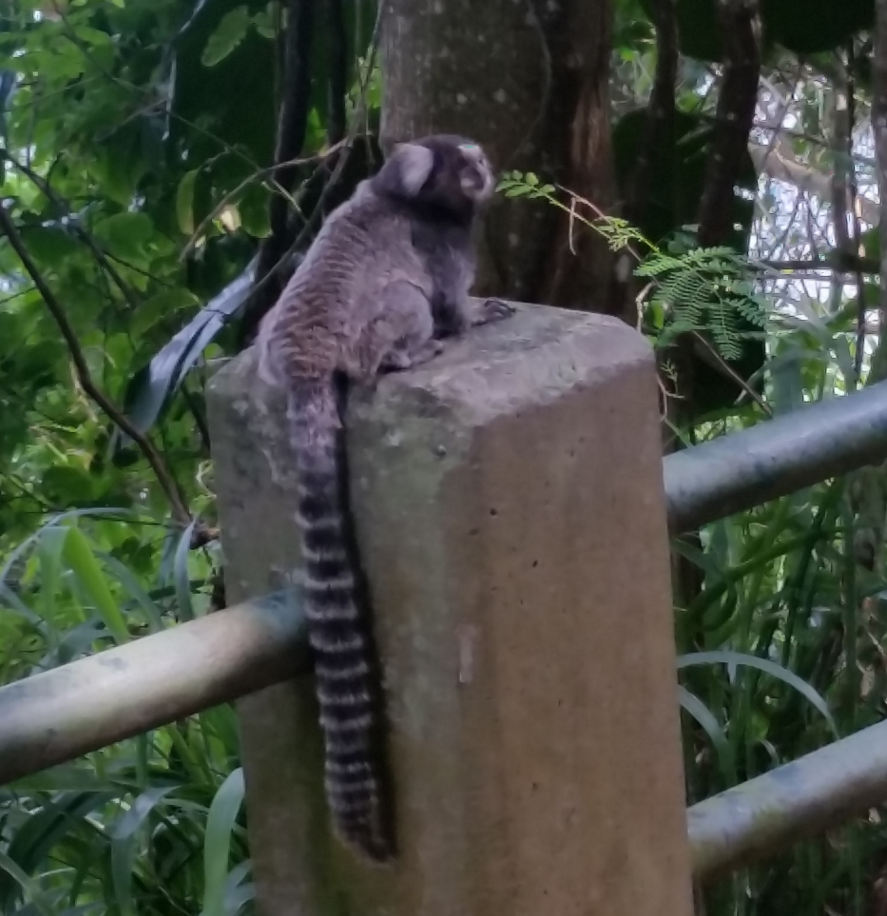 Marmoset