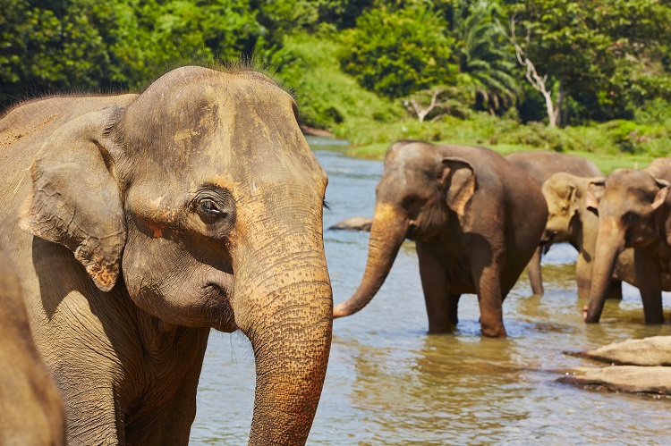 elephants bathing