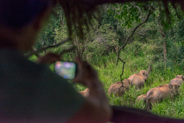 monitoring sri lankan elephants