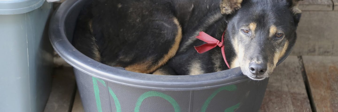 Best day ever at the Elephant Nature Park