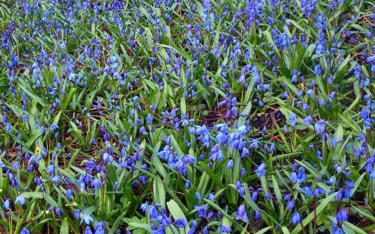 Spring Flowers in Sweden