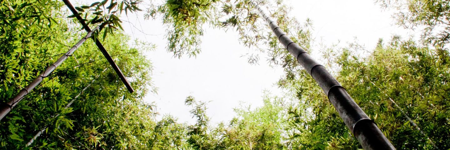 BAMBOO GARDENS, GREEN TEA FIELDS, AND ISLAND EXPLORATION IN KOREA: Yeongsang River Biking Ventures