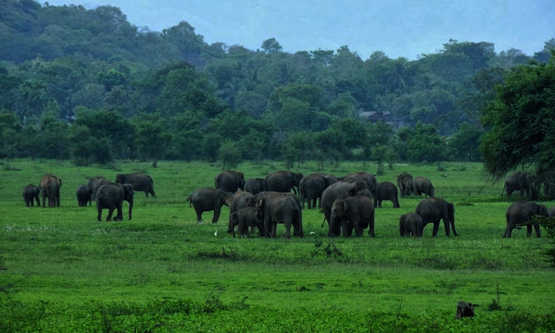 elephants in sri lanka