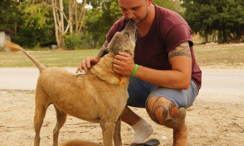 volunteer with stray dogs