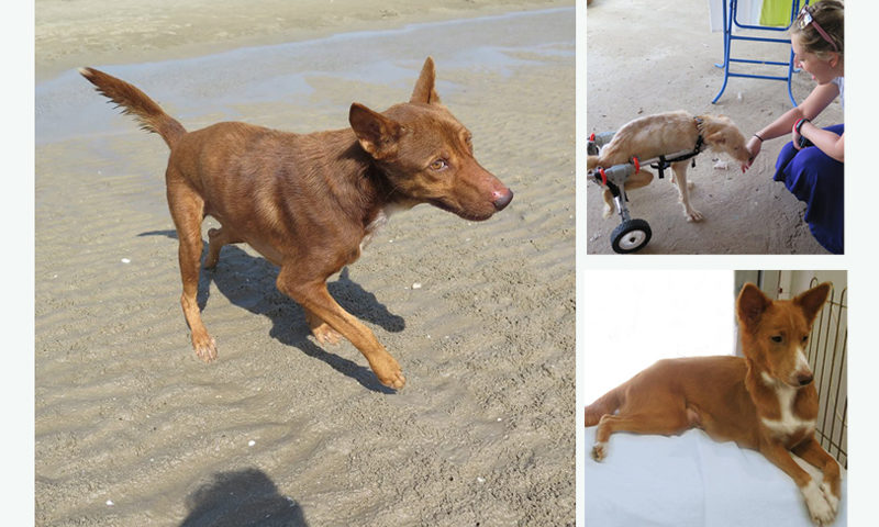 rescue-dogs-in-thailand