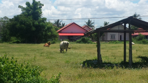 “The Darkest Night is Ignorance”- Buddha