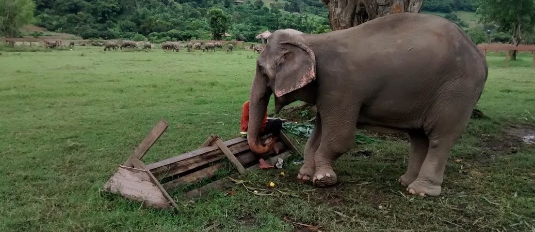 Falling in Love is Awfully Easy–A Day at Elephant Nature Park