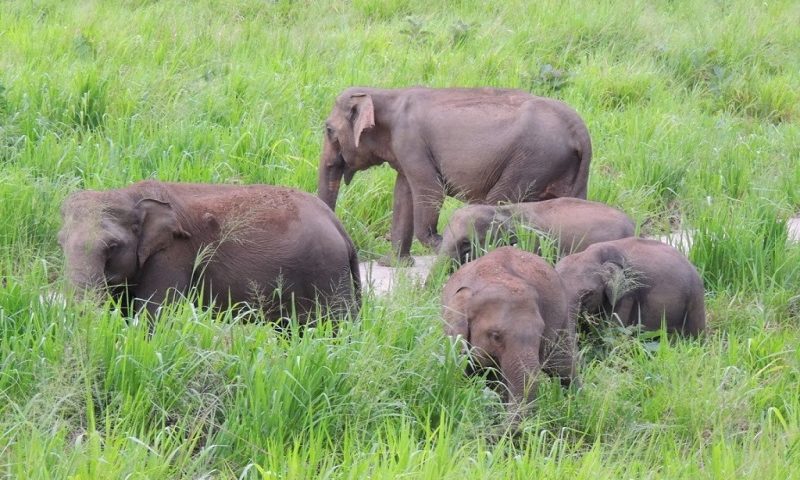 Greenheart Travel’s Third Award Nominee: Sri Lanka Elephant Conservation Project