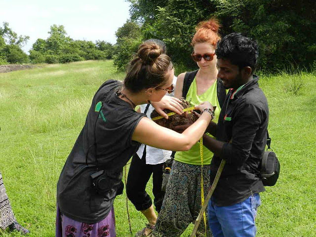 An Average Day At The Field House Volunteering in Sri Lanka