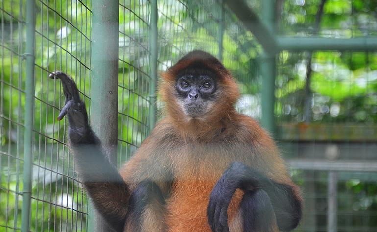 Spider Monkey at the rescue center in Costa Rica.