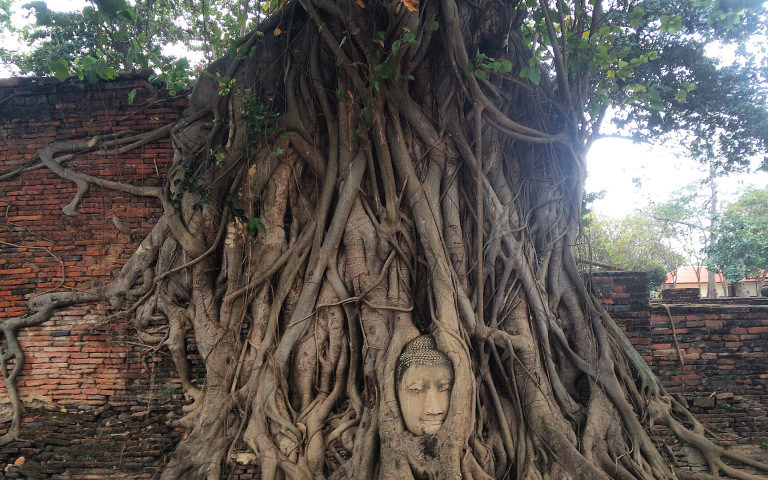 The Perks of Being a Sunflower