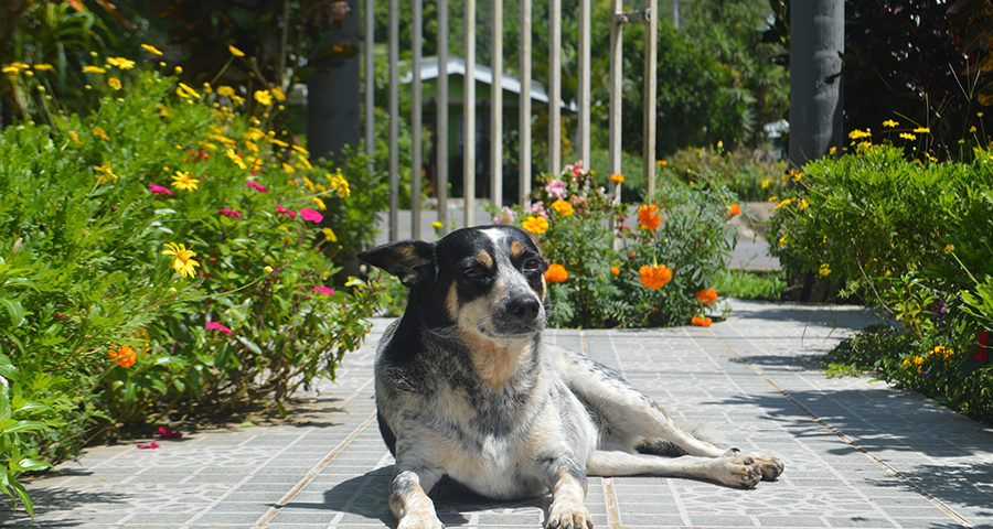 Observations Outside of the Classroom; Pets in Costa Rica