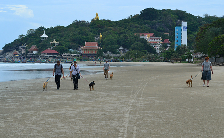 Walking dogs on a beach in Thailand.