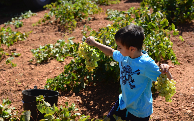 My Life in Spain; Embracing a Second Home, the Grape Harvest, and an Underground Rap Community